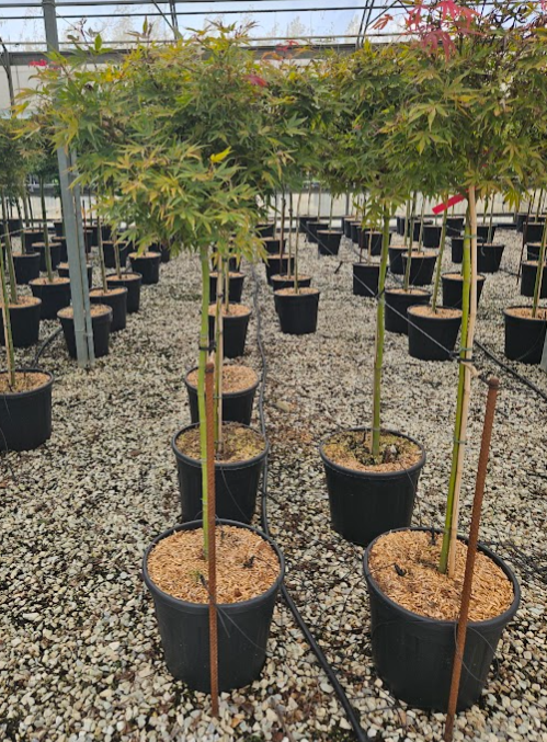 <h4>Acer palmatum</h4>