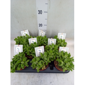 Cotyledon tome. 'Green Footprint'