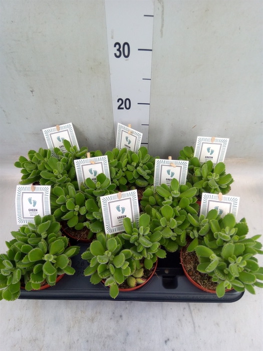 <h4>Cotyledon tome. 'Green Footprint'</h4>