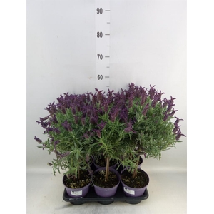 Lavandula stoec.