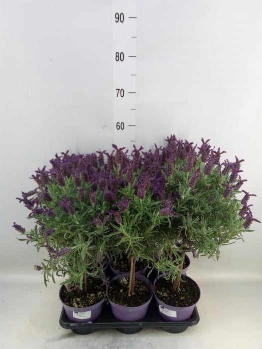<h4>Lavandula stoec.</h4>