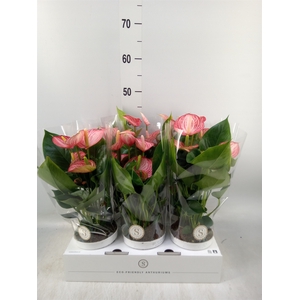 Anthurium andr. 'Livium  Brillante'
