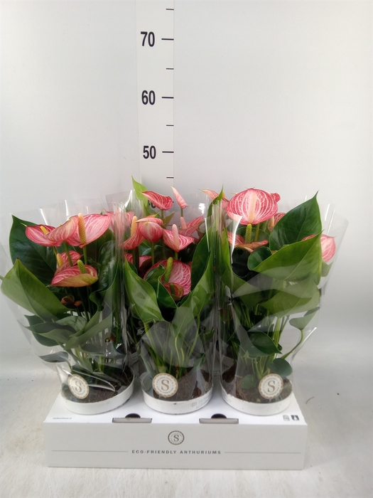<h4>Anthurium andr. 'Livium  Brillante'</h4>
