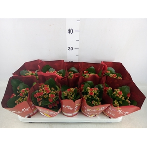 Kalanchoe blos. 'Perfecta Red'