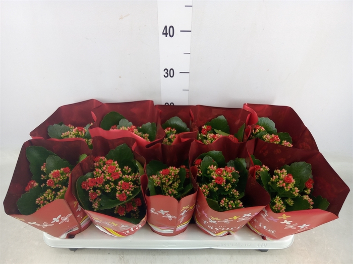 <h4>Kalanchoe blos. 'Perfecta Red'</h4>