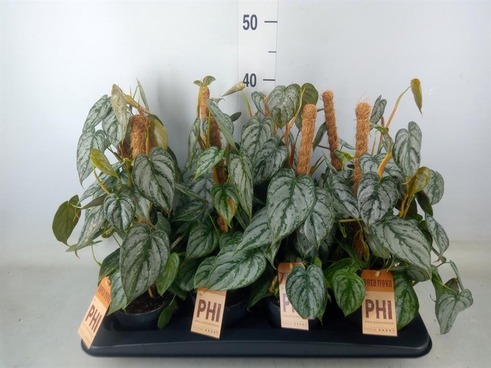 <h4>Philodendron brandtianum</h4>