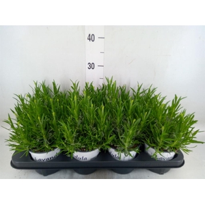 Lavandula interm. 'Edelweiss'