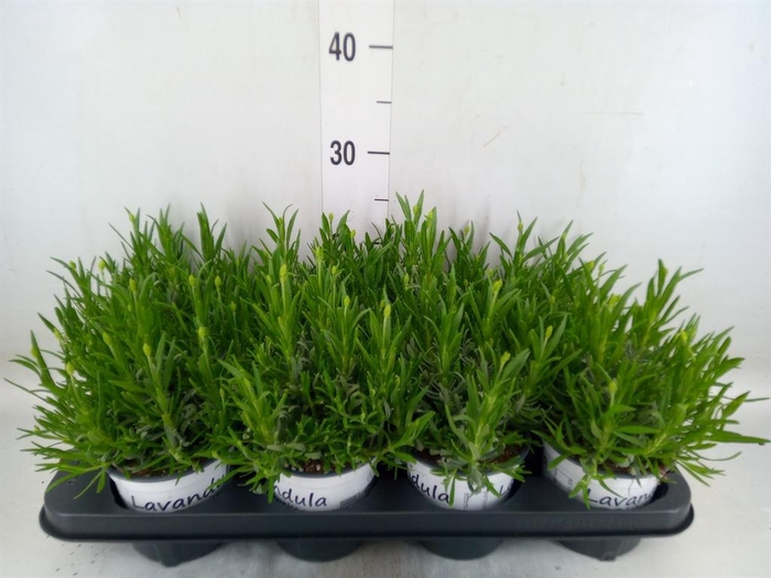 <h4>Lavandula interm. 'Edelweiss'</h4>