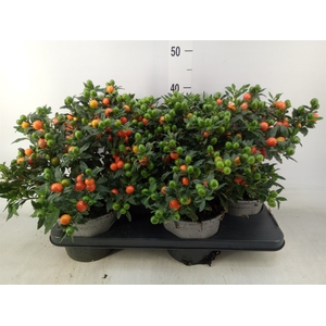 Solanum pseudocapsicum 'Bartoli'