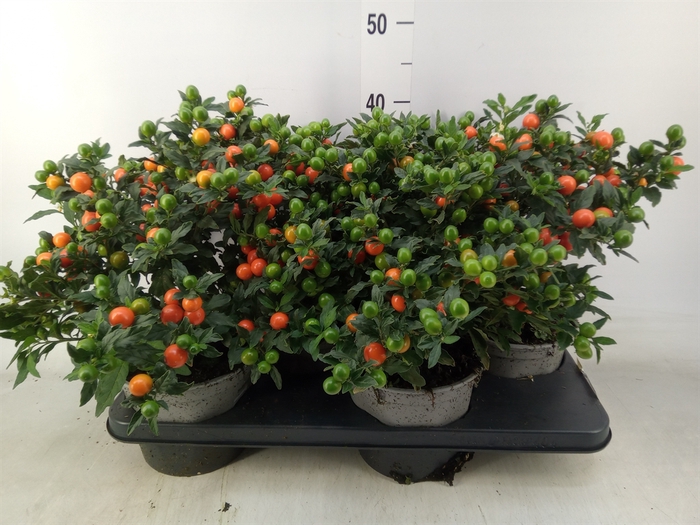 <h4>Solanum pseudocapsicum 'Bartoli'</h4>