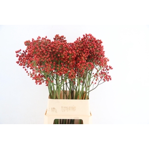 ROSA MAG PRIDE 100CM