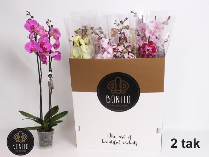 <h4>PHAL GEM 10 KL</h4>