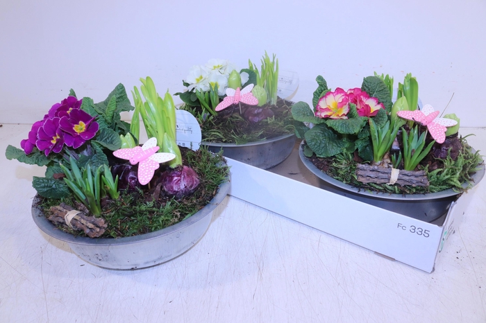 <h4>ARR TUINPLANTEN</h4>