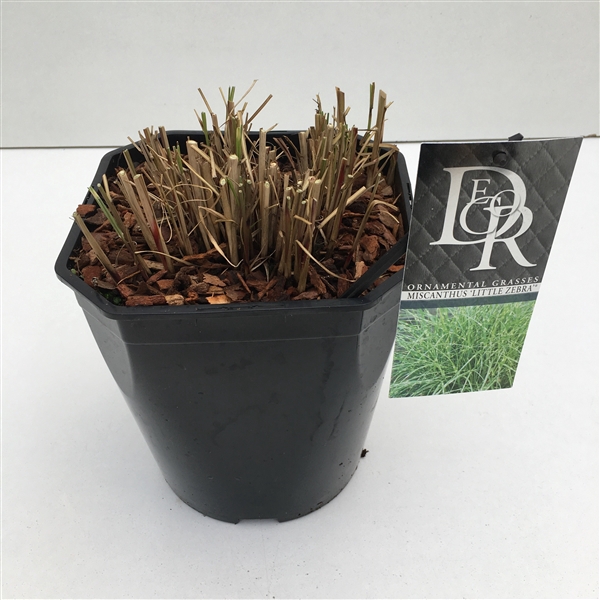 <h4>Graminées Miscanthus 'Little Zebra'</h4>