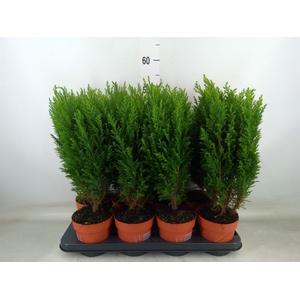 Chamaecyparis laws. 'Ellwoodii'