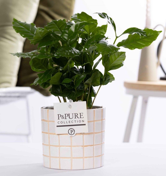 <h4>Coffea Arabica in P&PURE Pure Tirza ceramics</h4>
