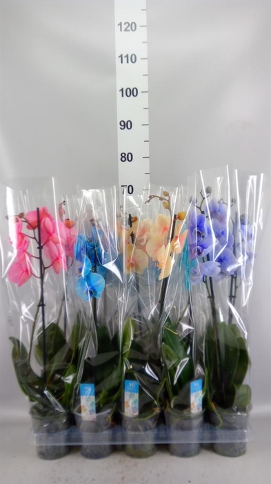 <h4>Phalaenopsis   ...</h4>