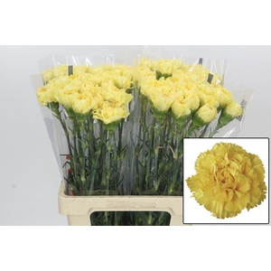 DI ST REINA ORO