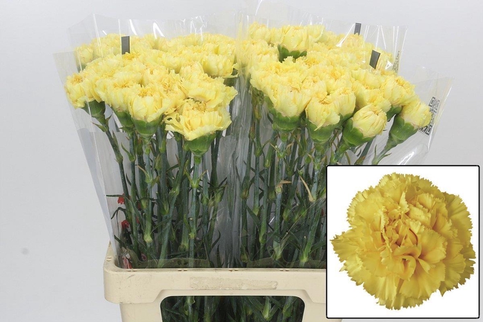 <h4>DI ST REINA ORO</h4>