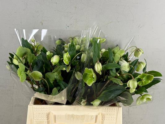 <h4>Helleborus Magnificent Bells</h4>