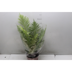 BLECHNUM GIBBUM SILVER LADY P17