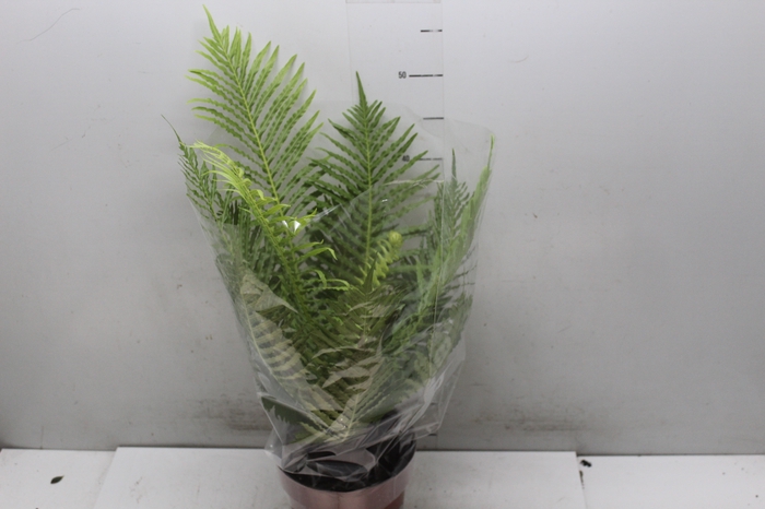 BLECHNUM GIBBUM SILVER LADY P17