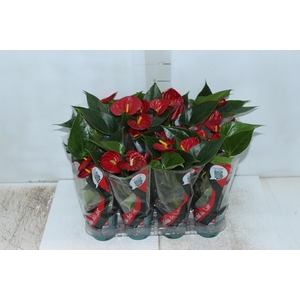 ANTHURIUM RED SUCCESS P09