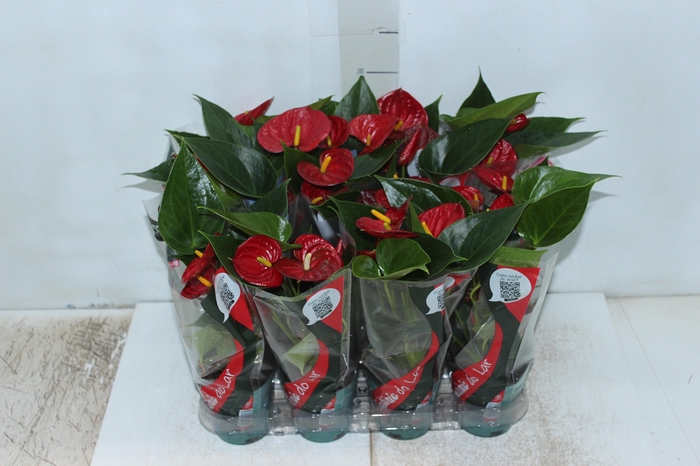 <h4>ANTHURIUM RED SUCCESS P09</h4>