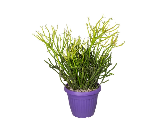 <h4>CACTUS EUPHORBIA TIRUCALI P20</h4>