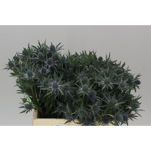 Eryngium Orion