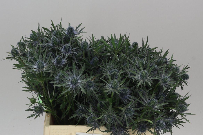 <h4>Eryngium Orion</h4>