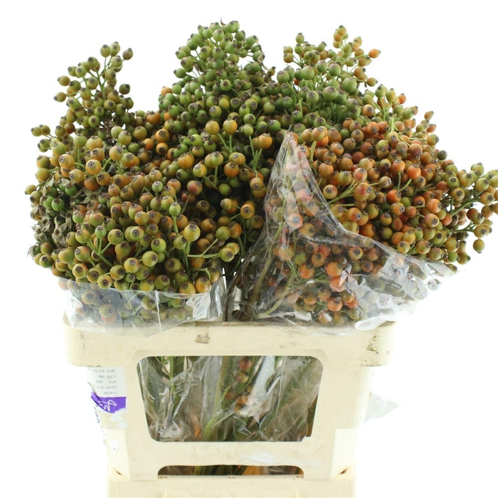 <h4>Rosa Starberry</h4>