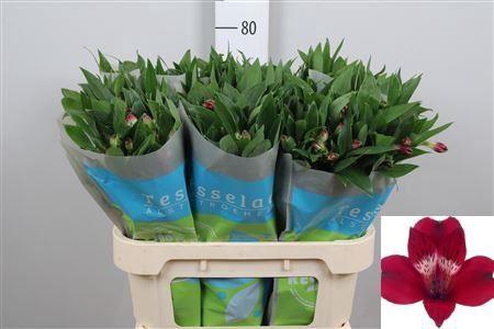 <h4>Alstr Noize</h4>