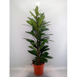 Ficus cyathistipula