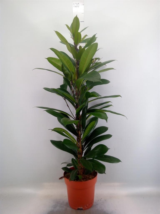<h4>Ficus cyathistipula</h4>