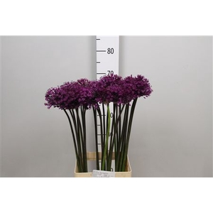 Allium Purple Sens