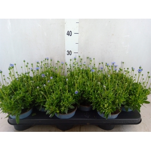Felicia amell. 'Felicitara Blue'