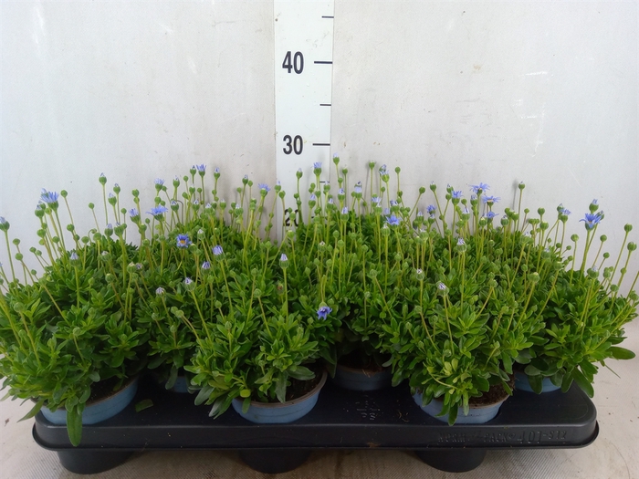 <h4>Felicia amell. 'Felicitara Blue'</h4>