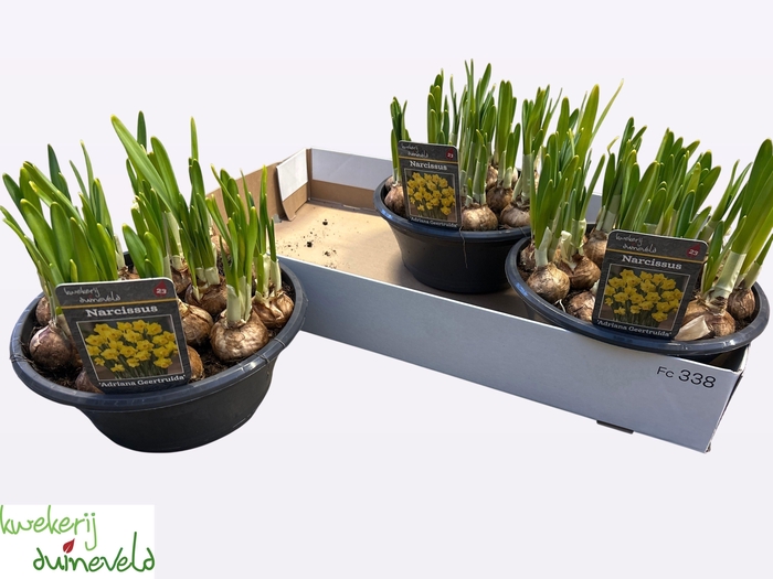 <h4>NARC C ADRIA GEERTRU</h4>