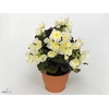Begonia 'Garden Glory' White