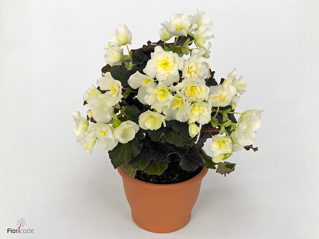 Begonia 'Garden Glory' White