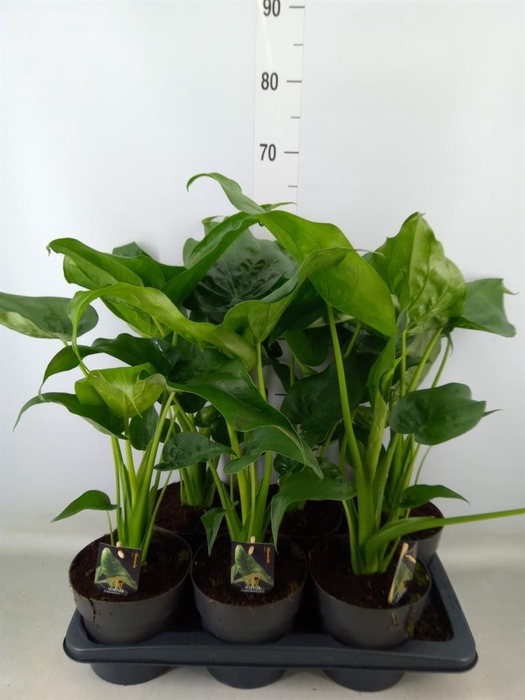<h4>Alocasia cucullata</h4>