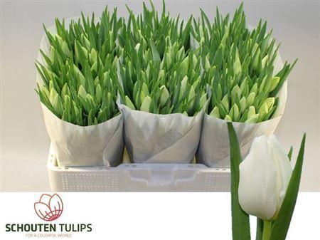 <h4>Tu En Polar Bear</h4>