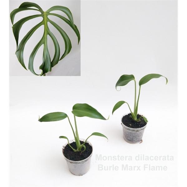 <h4>Monstera dilacerata Burle Marx Flame 7cm</h4>
