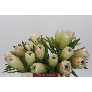 Protea White Night