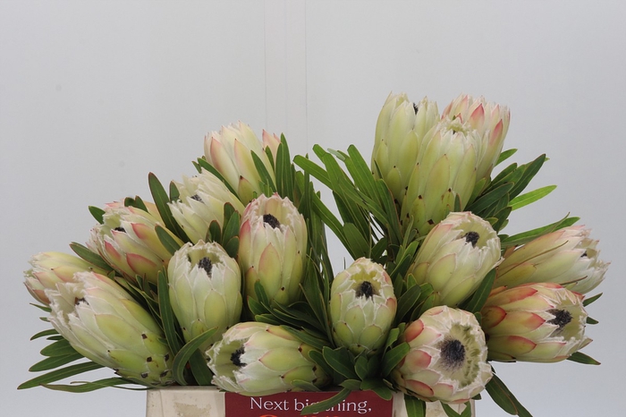 Protea White Night