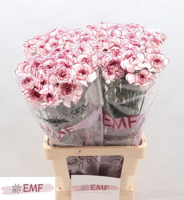 <h4>DI ST DAMASCUS</h4>