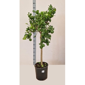CITR MICROCARPA