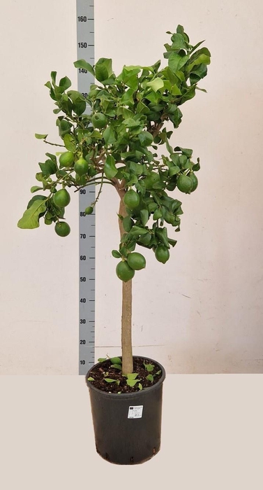 <h4>CITR MICROCARPA</h4>