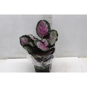CALATHEA ROSEA PICTA ROSY P17